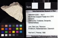 Foto (Objket + Etiketten) von Munitheites kuepperi (Fraaije et al., 2019) 